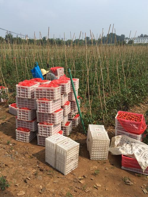 泽州县蔬菜办引进示范无人飞机新装备为露地蔬菜喷施农药