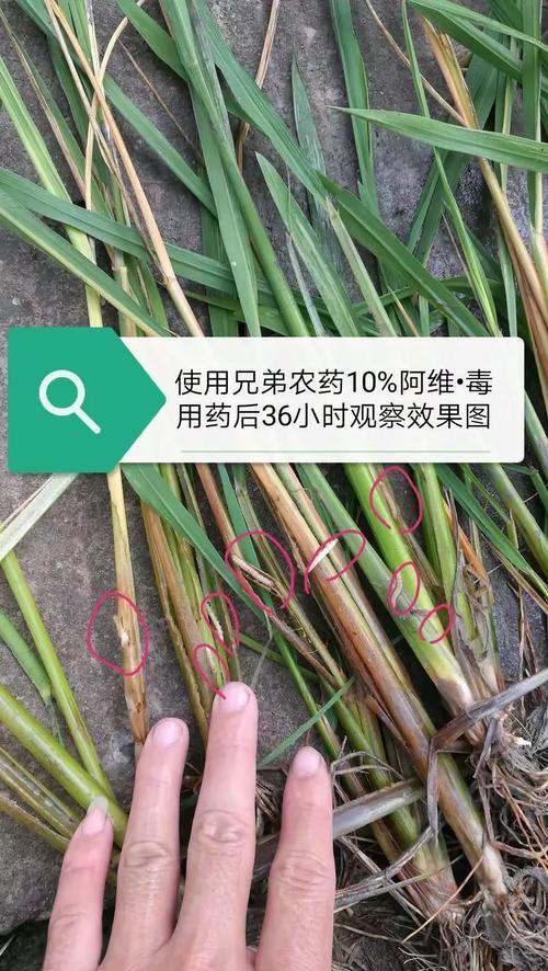 广西兄弟农药重磅推出产品