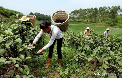 农药植保 菜农常用的23种农药,务必要搞清楚,避免产生要害